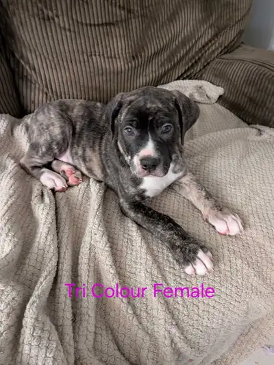 English Mastiff x Alapaha Blue Blood Bulldog, View more