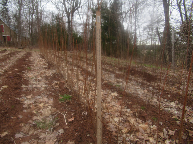 Sugar Maple Saplings/Whips in Other in Charlottetown