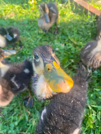 Rouen ducklings, View more