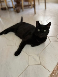 Lost Black Cat
