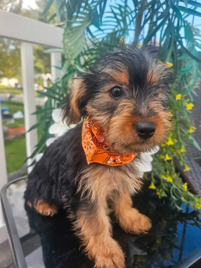 Magnifique yorkshire pure race *** personne  serieuse*** in Dogs & Puppies for Rehoming in City of Montréal - Image 9