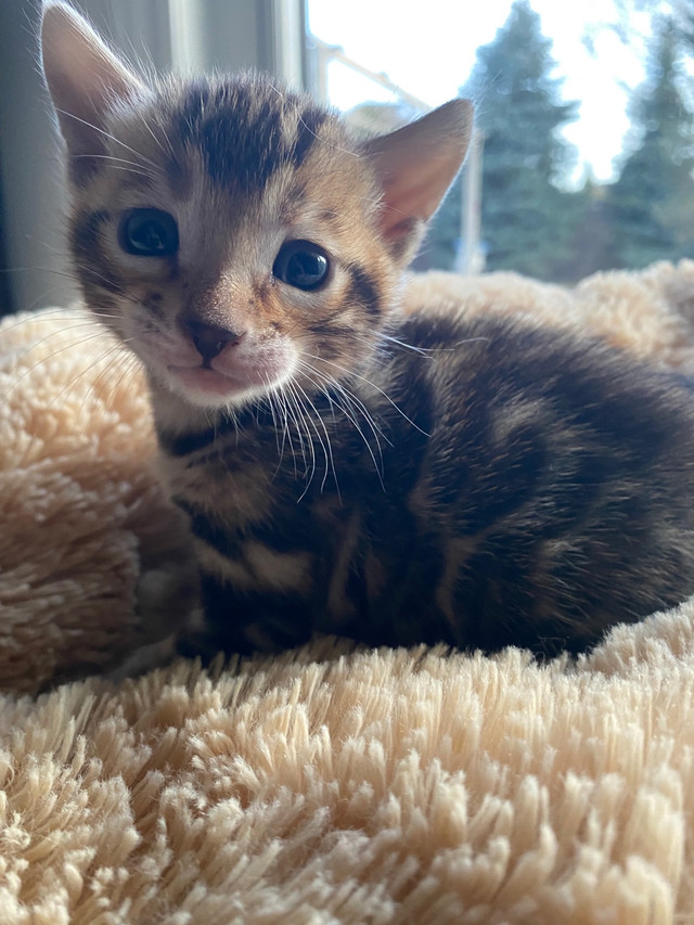 TICA registered bengal kitten for sale  in Cats & Kittens for Rehoming in London - Image 3