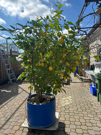 Real lemon tree