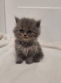 Ragdoll/Persian  kittens 1 boy left