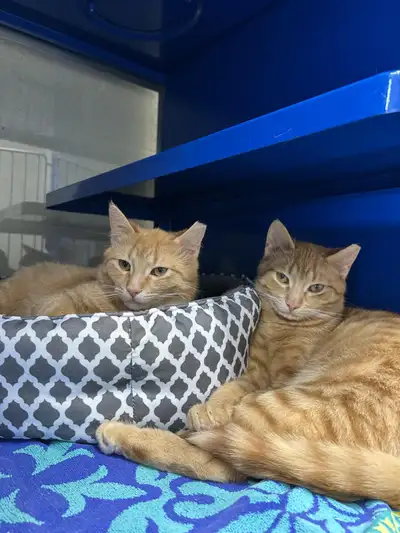 Dom and Perry - adorable brothers seeking forever home, View more