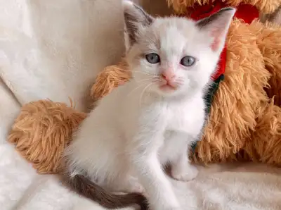 Chatons 4 Ragdoll x Snowshoes / Très ronronneux, View more