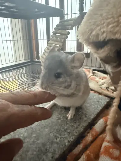Bébés chinchillas, View more