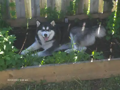 Pet Sitting Dog Walking Full Service Pet Care, View more