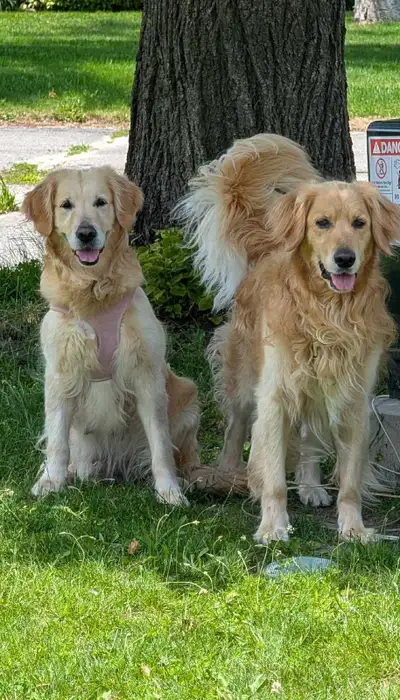 Purebred Golden Retriever Puppies, View more