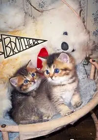 Beautiful British short hair kittens (ready now )