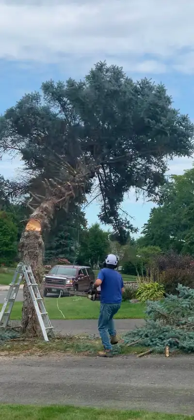 We’re a small, hardworking local team offering: Tree trimming Tree cutting & removal Yard cleanup We...