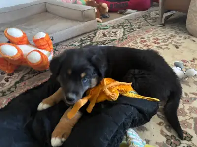 Purebred Australian Shepherd Puppy – Ready for His New Home! Meet our adorable 10-week-old Black Tri...