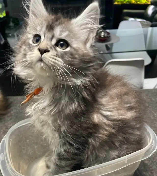 Maine Coon TICA in Cats & Kittens for Rehoming in Québec City - Image 2