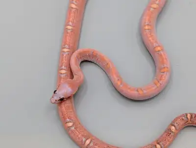 Beautiful scaleless male pied corn snake, market value is $650 but will take best offer! Can be ship...
