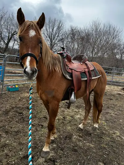 grade mare for sale , View more