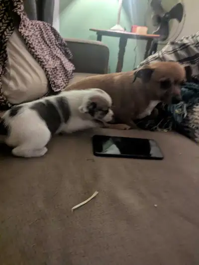 *ONE* Pomchi Puppy, View more