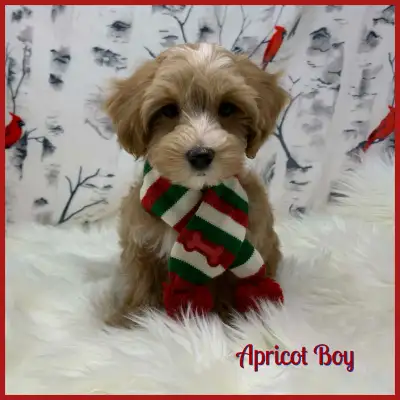 Apricot Toy Size Maltipoo Baby Boy! Only 1 boy left!, View more