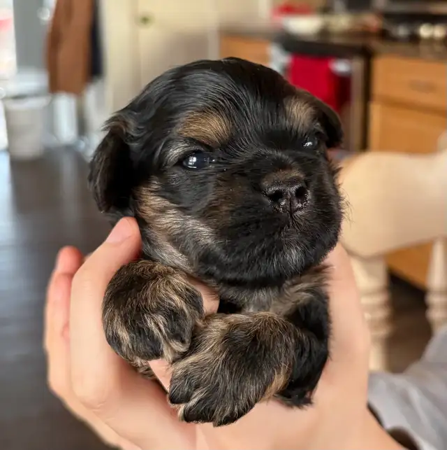 American cocker spaniel x mini poodle in Dogs & Puppies for Rehoming in Calgary - Image 2