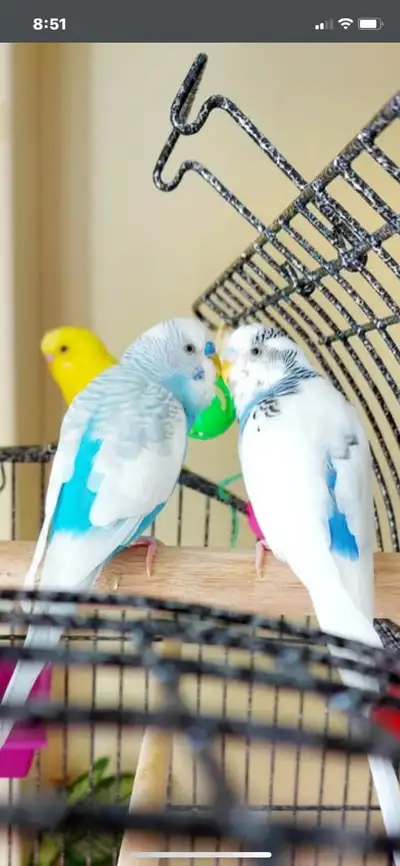 looks for budgies , View more