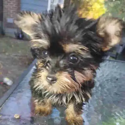 Teacup  Yorkies, View more