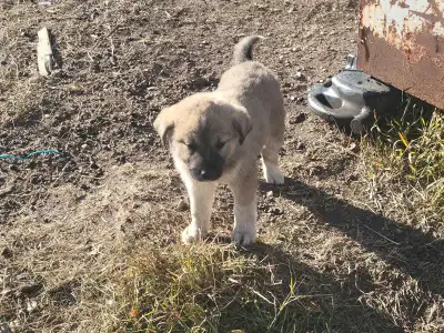 Family/Farm/Acreage companions and guardians, View more