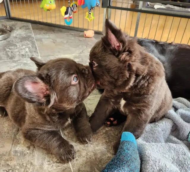 Pawdorabulls French Bulldogs - coming July 6 and July 9!!!! in Dogs & Puppies for Rehoming in Ottawa - Image 5