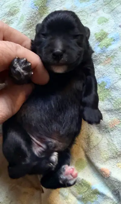 Teddy bear schnoodle, View more