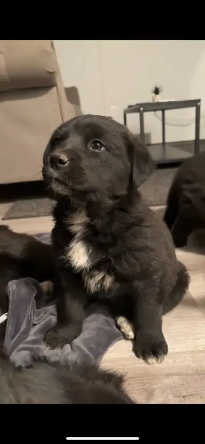 Saint Bernard mixed Puppies, View more