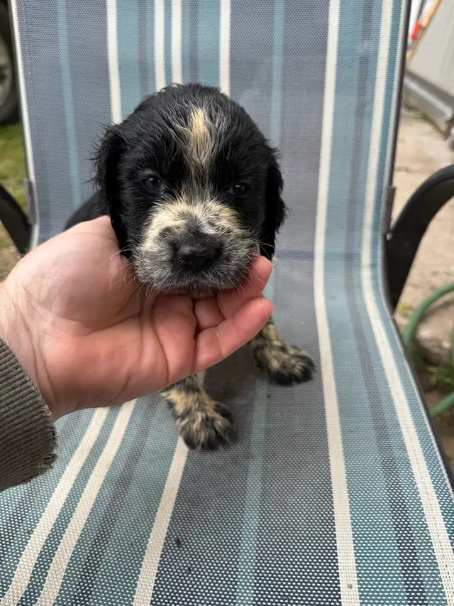 English Springer Spaniel pups - 1 girl in Dogs & Puppies for Rehoming in Owen Sound - Image 7