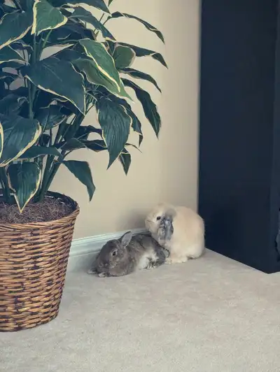 These 2 female bunnies are almost 8 months old and have been together since birth. We are looking fo...