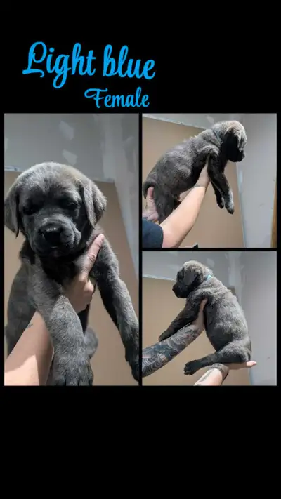 cane corso puppies, View more