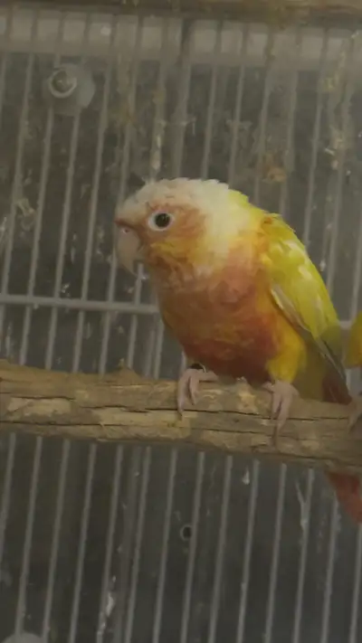 Green Cheek conures, View more