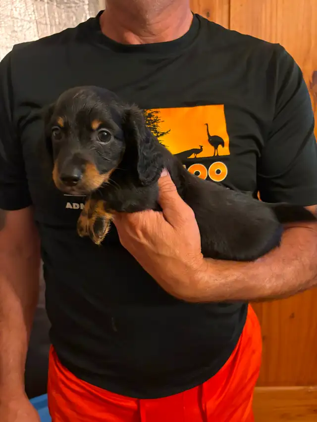 Teckel miniature poil long in Dogs & Puppies for Rehoming in Trois-Rivières - Image 4