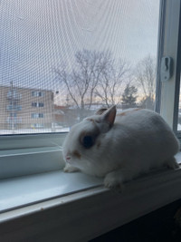 Lapin nain néerlandais Blanc et brun a donné 