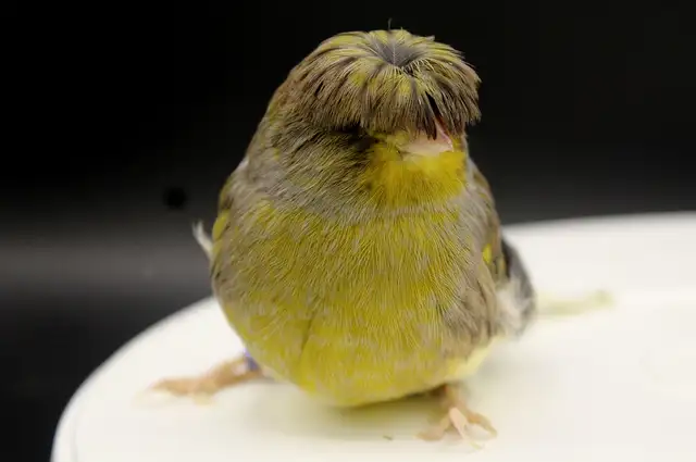 CANARIS GLOSTER M/F DISPONIBLES a partir de 100$ in Birds for Rehoming in Longueuil / South Shore - Image 8