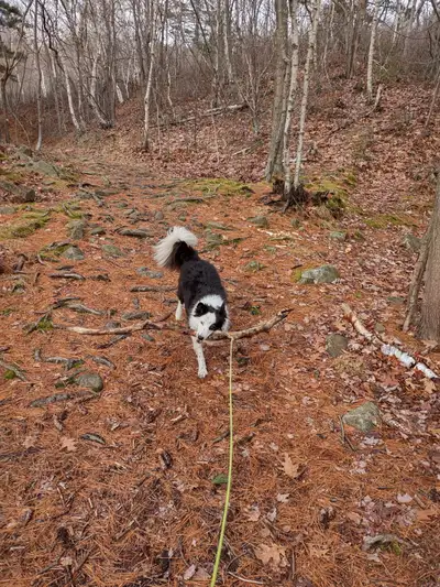 Dog Sitter Available - spots available and booking for February, View more