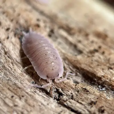Porcellio Incanus “Baeticensis Violet” Isopods, View more