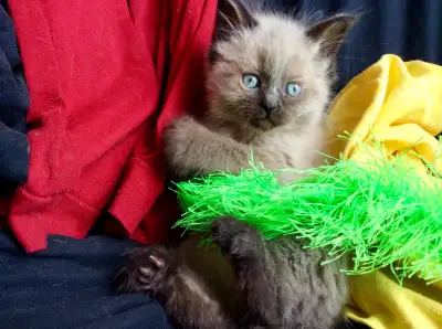 ( English follows ) * Spécial Été * 2 Beaux Chatons Mâle et Femelle Ragdoll aux Yeux Bleux Pure Race...