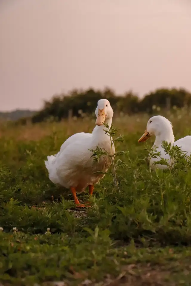 We Offer A Forever Home For Livestock in Livestock in Hamilton - Image 2