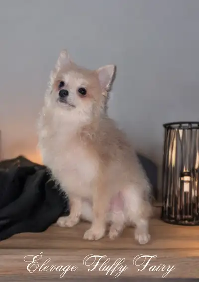 Chiot prêt a quitter ! pomeranien ! , View more
