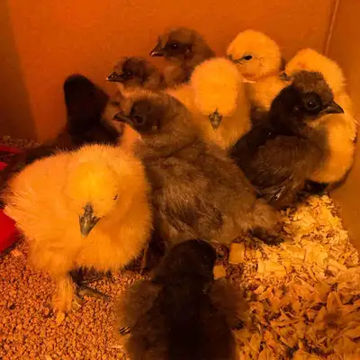 I have many silkie chicks available for sale! They are $10 each, and come in white or a mix of black...