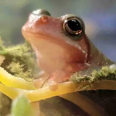 baby White's tree frog, View more