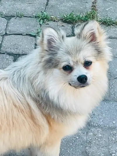 Rehoming 6 month old Pom, View more