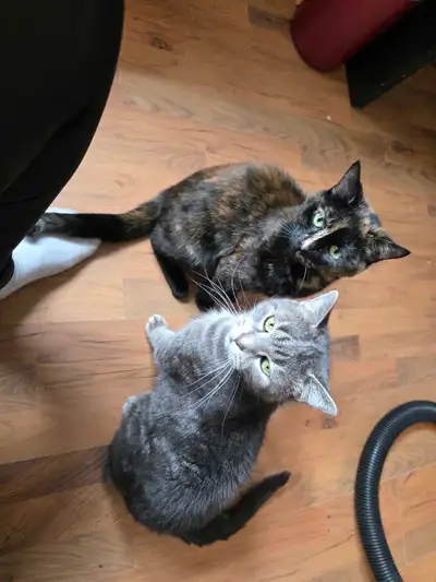 2 chattes soeurs à donner avec équipement, View more