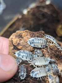Isopods for Sale