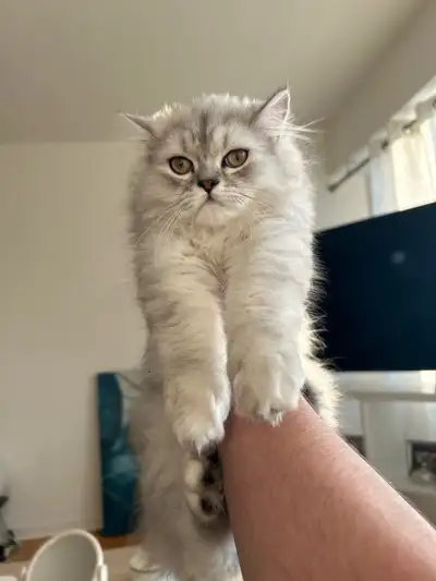 cat for sale , View more