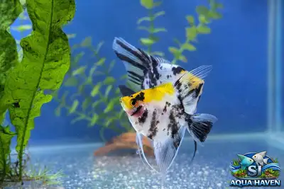 Koi Angelfish - Tropical Aquarium Fish, View more