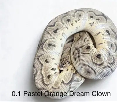 Female Orange Dream pastel clown, View more