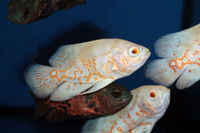 3 Oscar and Pleco Babies For Aquarium Fish Tank For Sale