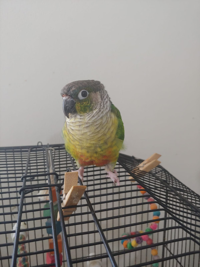 GREEN CHEEK CONURES FOR A NEW HOME in Birds for Rehoming in Oshawa / Durham Region